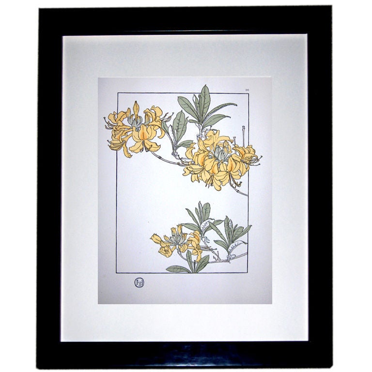ART NOUVEAU  BOTANICAL PRINT