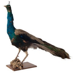 Vintage Taxidermy Peacock
