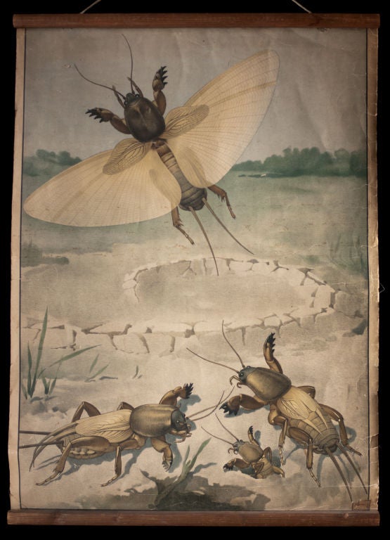 Hand Stoned Lithograph Biology Chart