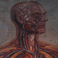 Life Size Anatomy Chart, Framed