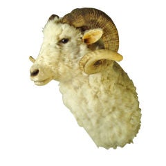 Antique Taxidermy Mountain Ram