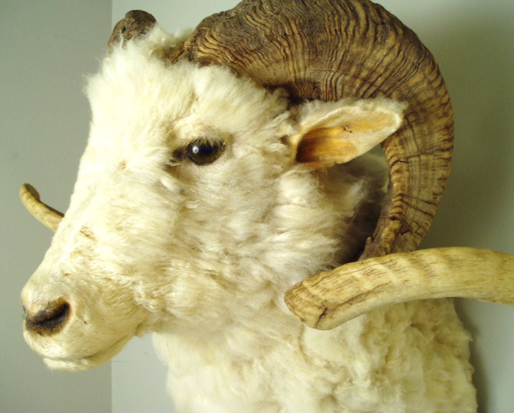 wonderful taxidermy mountain ram with beautiful large curled horns. excellent condition.