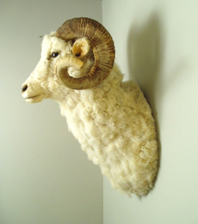 Antique Taxidermy Mountain Ram In Excellent Condition In Hudson, NY