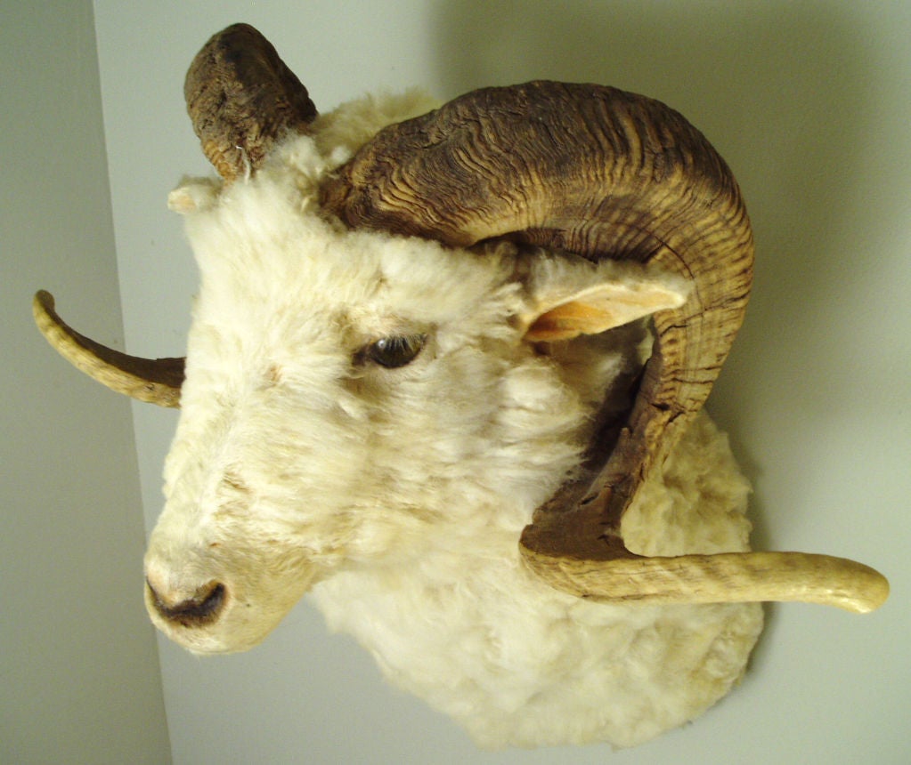 20th Century Antique Taxidermy Mountain Ram