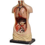 Early 20th Century Life Size Anatomical Model