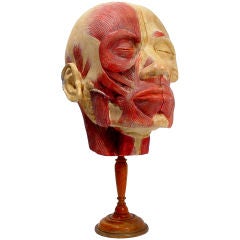 Early Hand Painted Plaster Anatomical Model