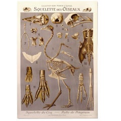 French Anatomical Poster