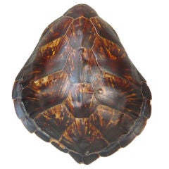 Old Sea Turtle Shell