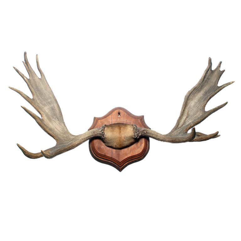 Rack of Moose at 1stDibs