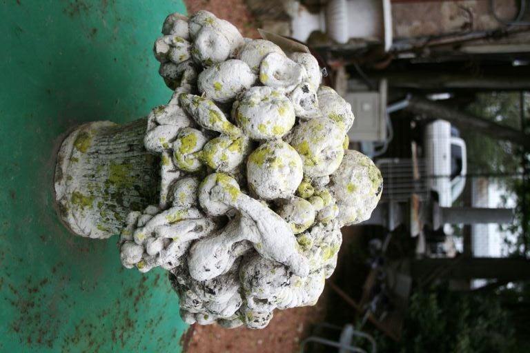 European Composite Fruit Basket