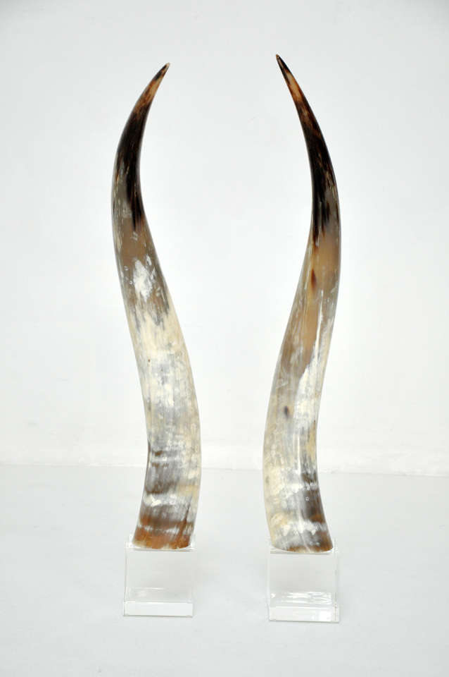 Steer longhorns mounted on lucite.  VIntage horns on new lucite mounts.