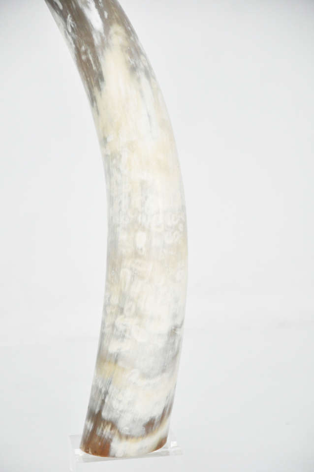 Late 20th Century Steer Longhorns on Lucite