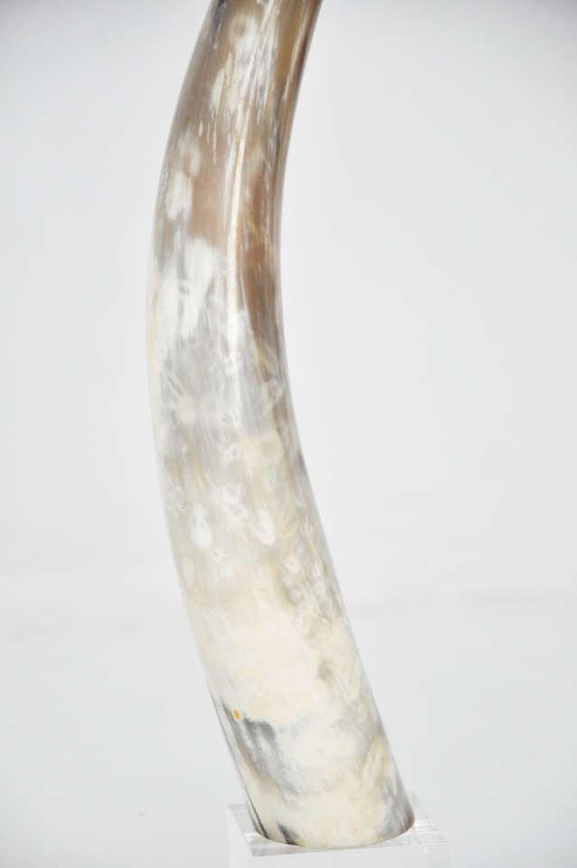 Horn Steer Longhorns on Lucite