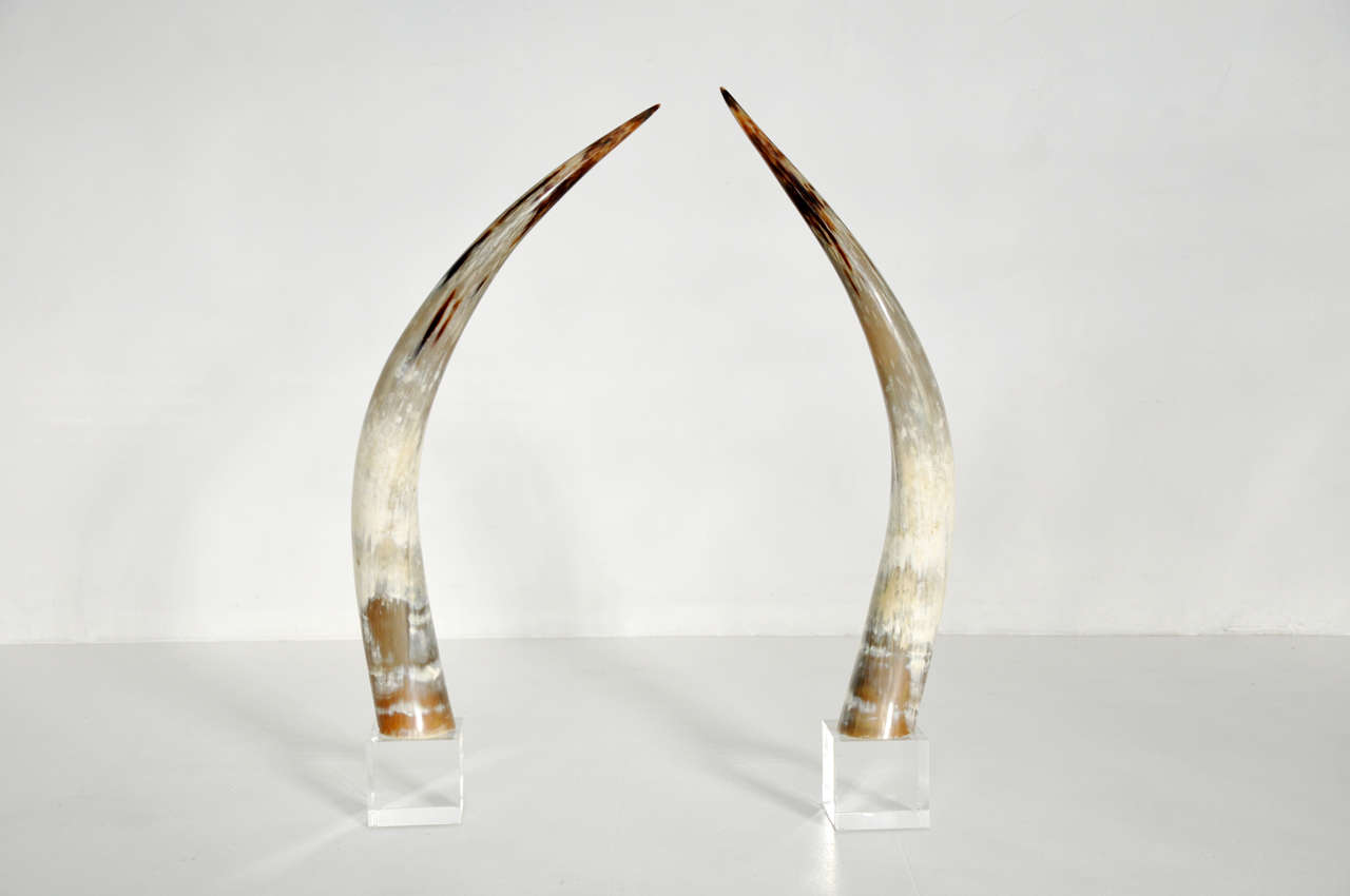 Steer Longhorns on Lucite 2