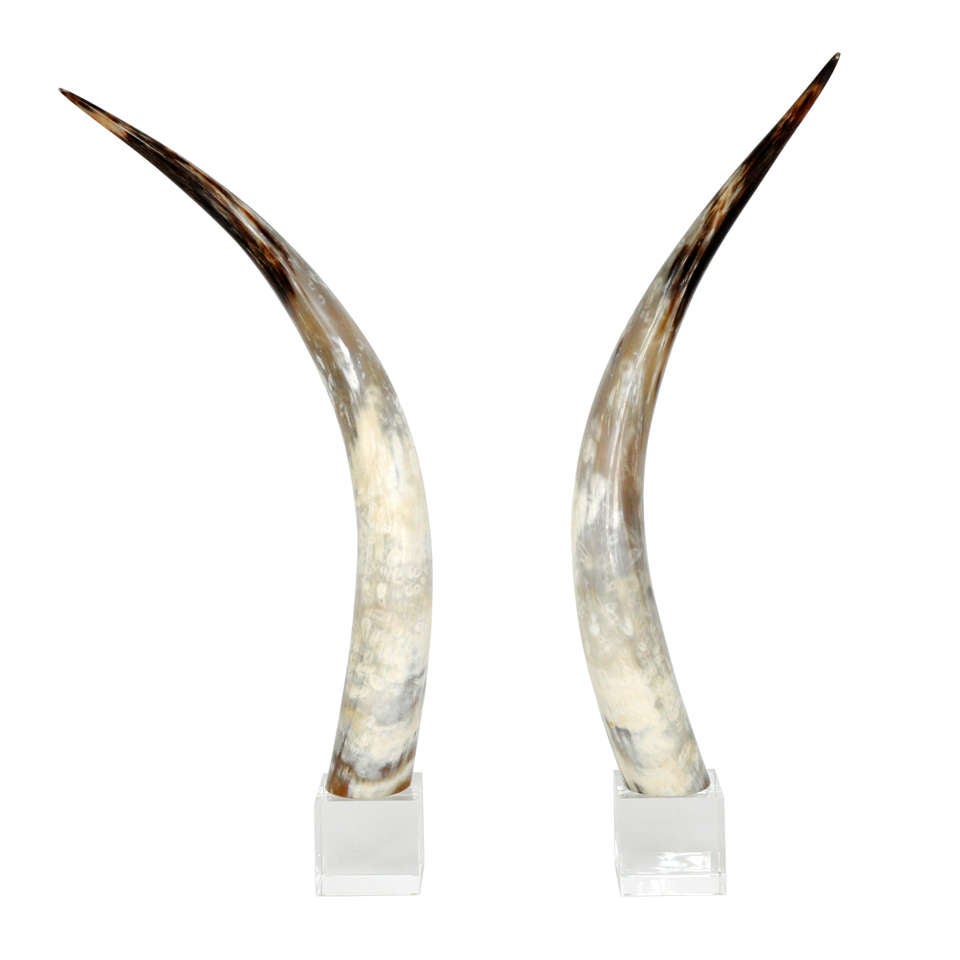 Steer Longhorns on Lucite