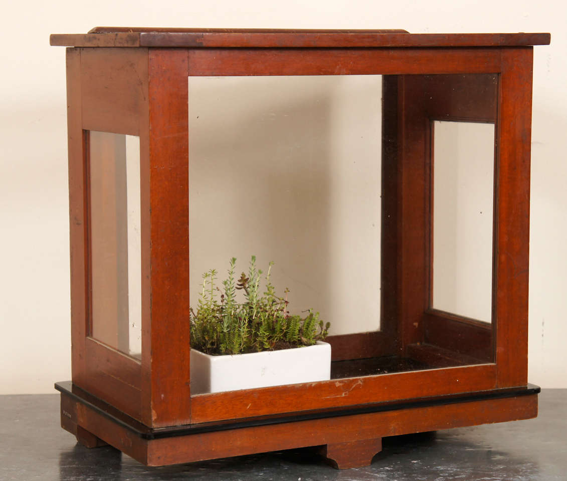 specimen case terrarium