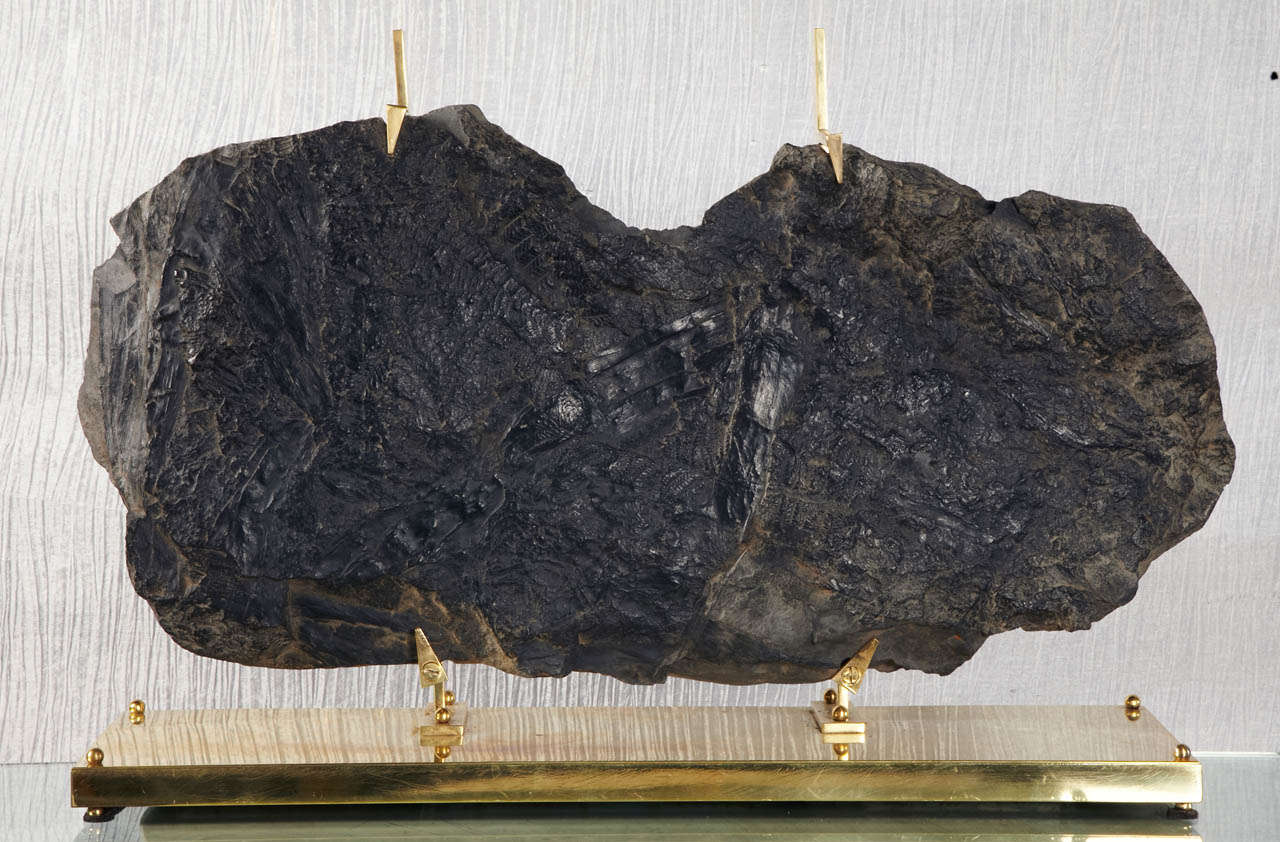1970s Mounted Fossil