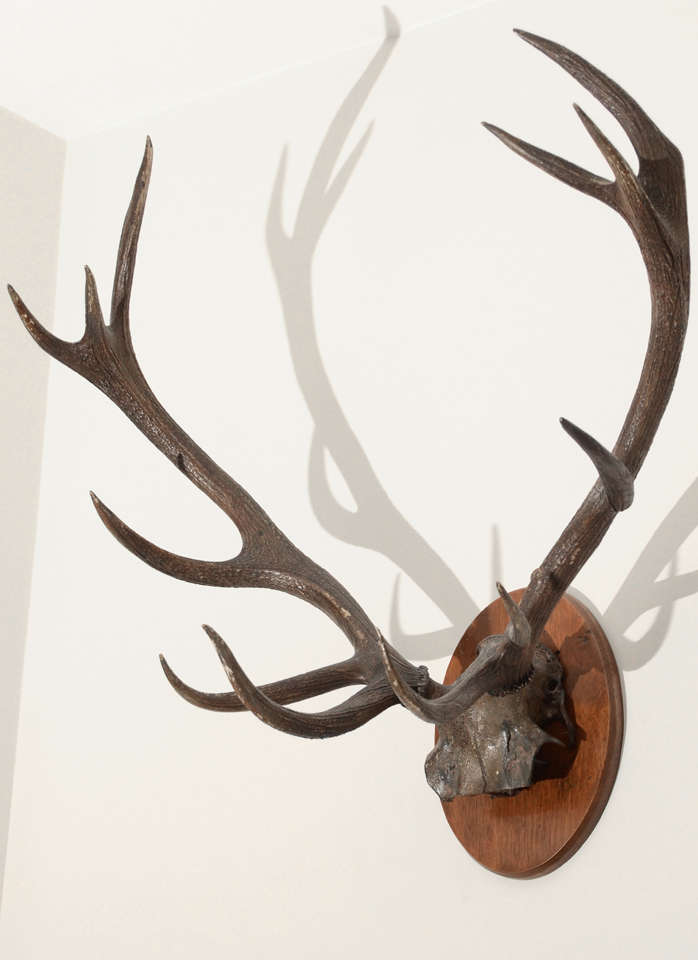 Deer Antlers Mounted to Oval Plaque