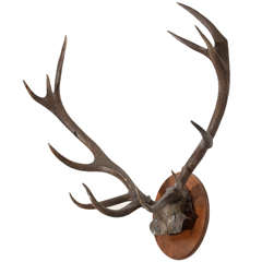 Vintage Deer Antlers Mounted to Oval Plaque