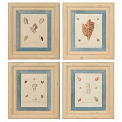 Antique 19th Century Set of Four Shell Prints in Faux Bamboo Frames