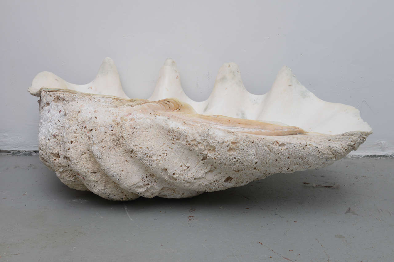 Beautiful Gigantic Calm Shells--1970s USA For Sale at 1stDibs