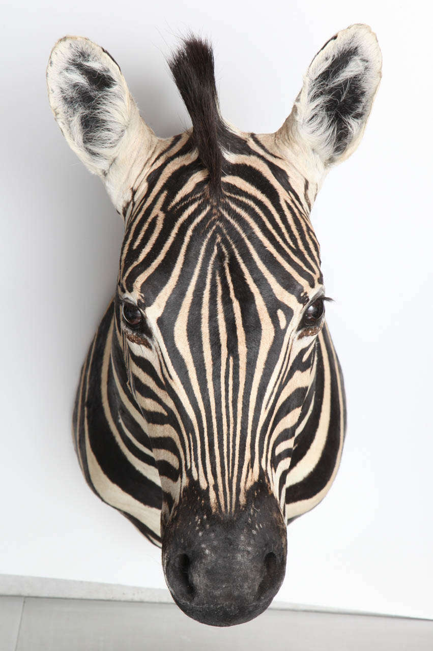 Handsome vintage Burchell zebra head.