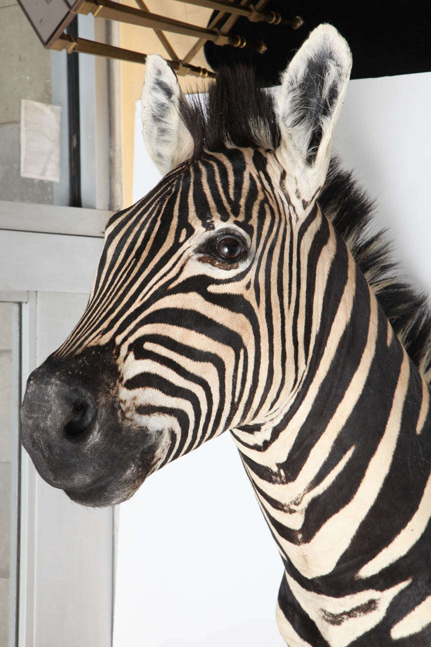 zebra head taxidermy