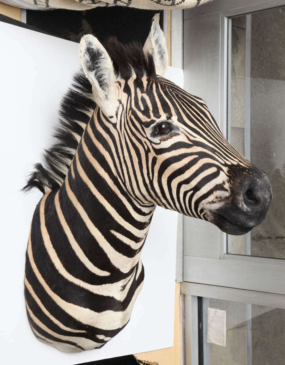 taxidermy zebra head