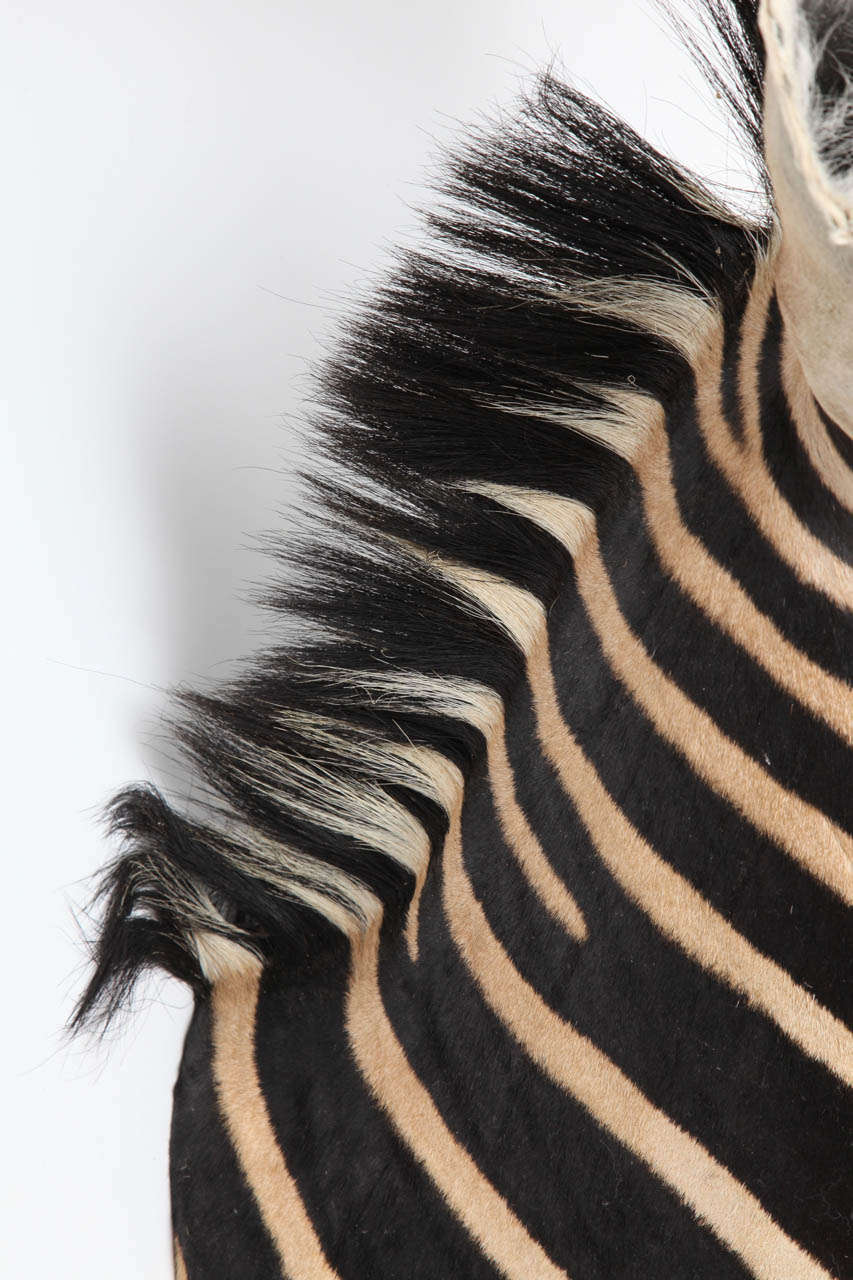 genuine zebra head