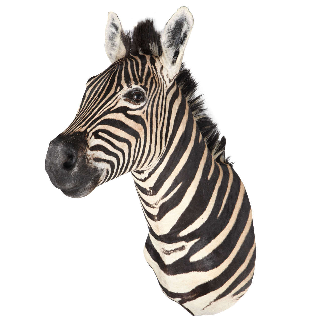 Taxidermy Vintage Burchell Zebra Head