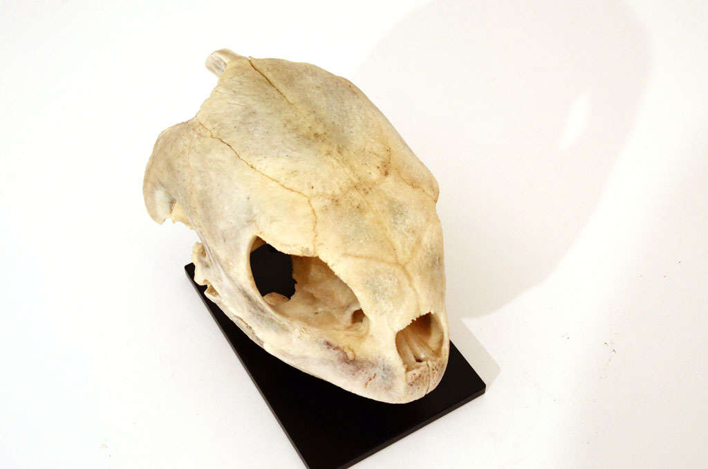 loggerhead turtle skull