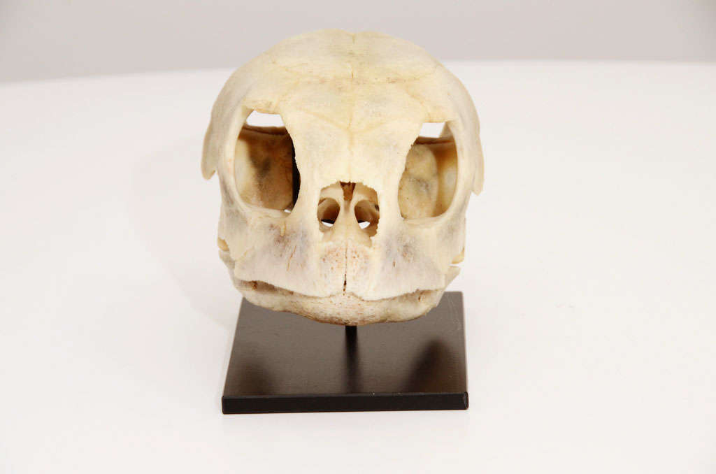 loggerhead skull
