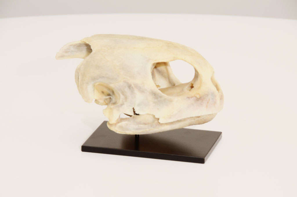 Turtle skull displayed on a metal stand.