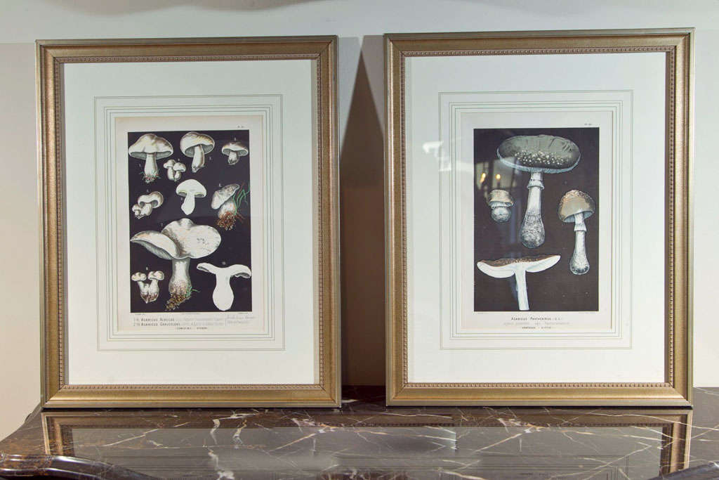Set Four Framed Wild Mushroom Chromolithographs