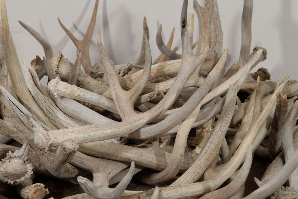 Large Wooden Tray with Antlers