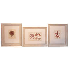 Antique Three Starfish Lithographs