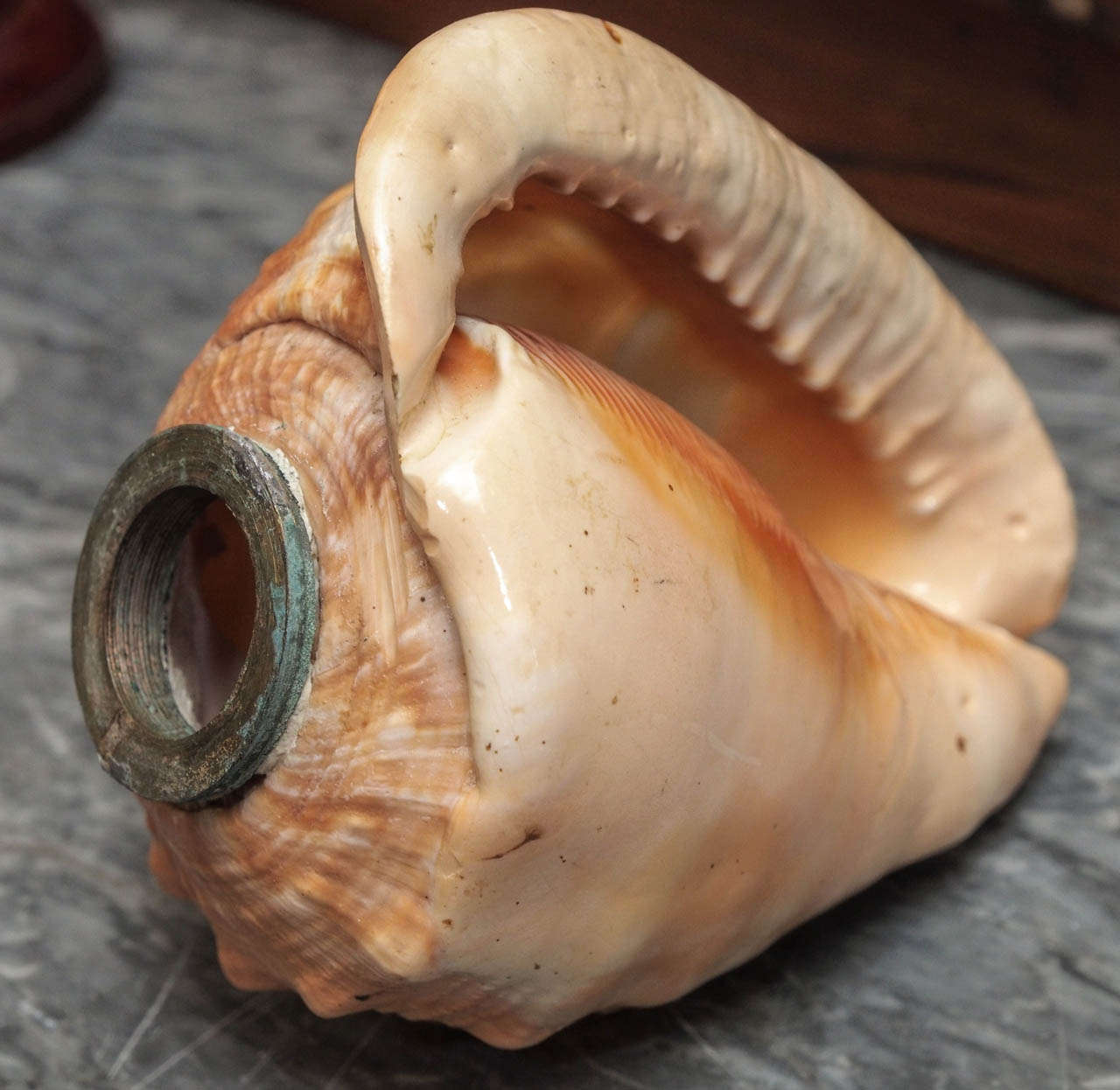 Carved Conch Shell Mounted as a Light 2