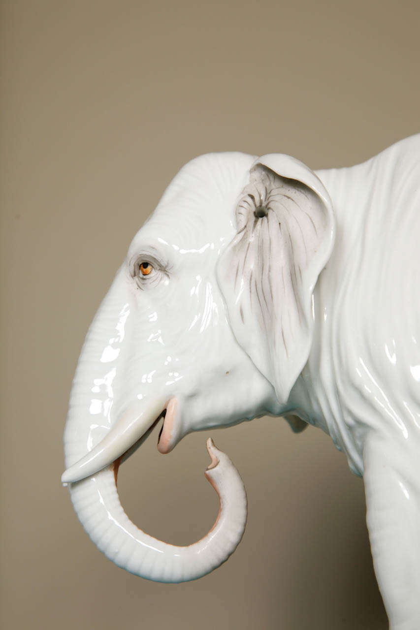 Austrian A Large Porcelain Elephant in a Gilt Rococo Ormolu Base