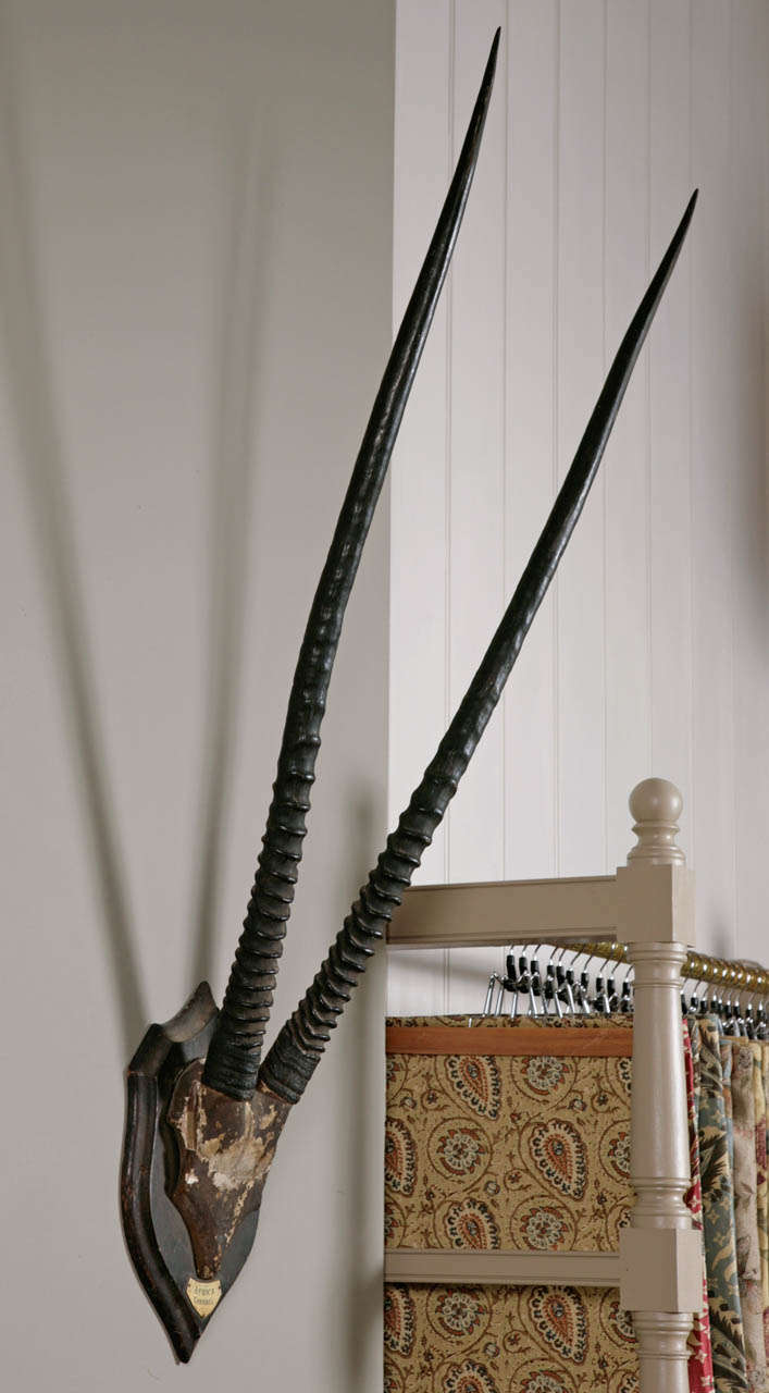 A Pair of Late 19th Century Gemsbuck Horns 1