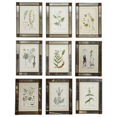 Set of Nine Framed 18th Century Botanicals