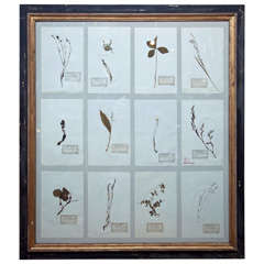 Antique Large Framed Group of French Pressed Botanical Specimens