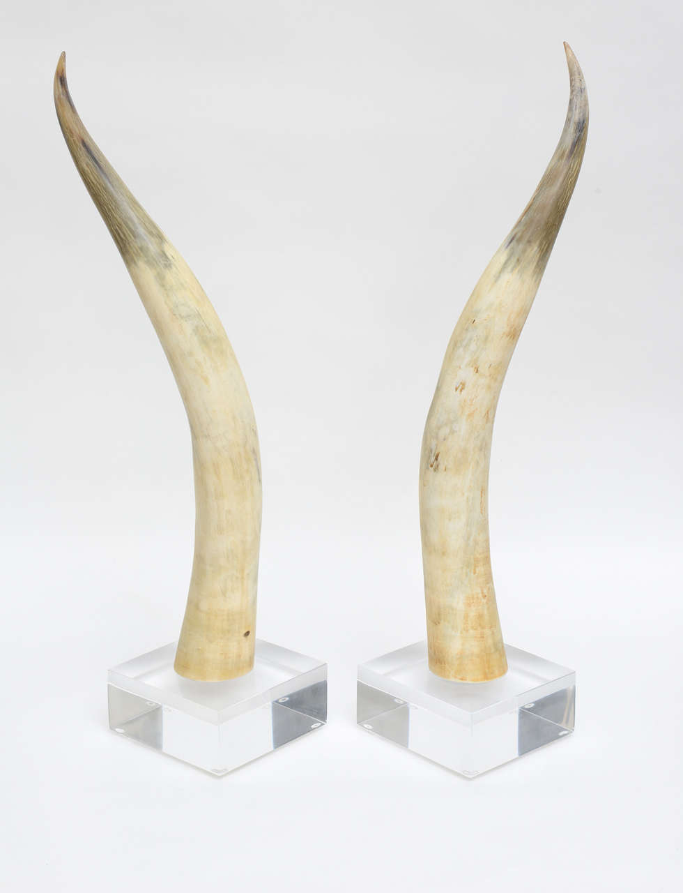 Pair of tall large, oversized white and brown horns on square Lucite bases. Can be used center accent display or bookends.