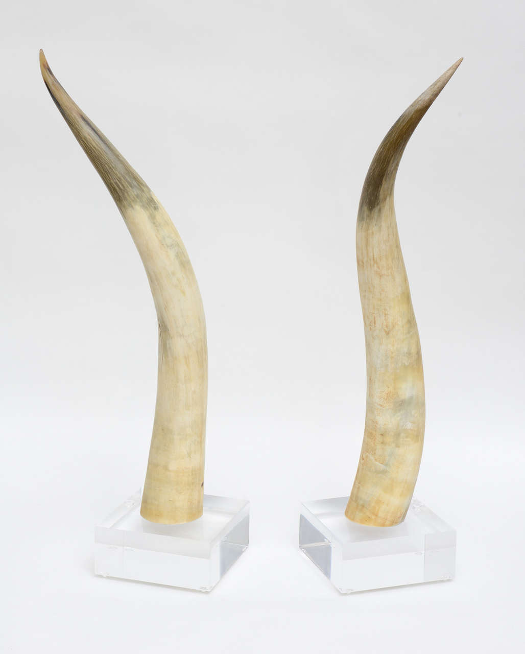 Horns on Lucite Base In Excellent Condition In Miami, FL