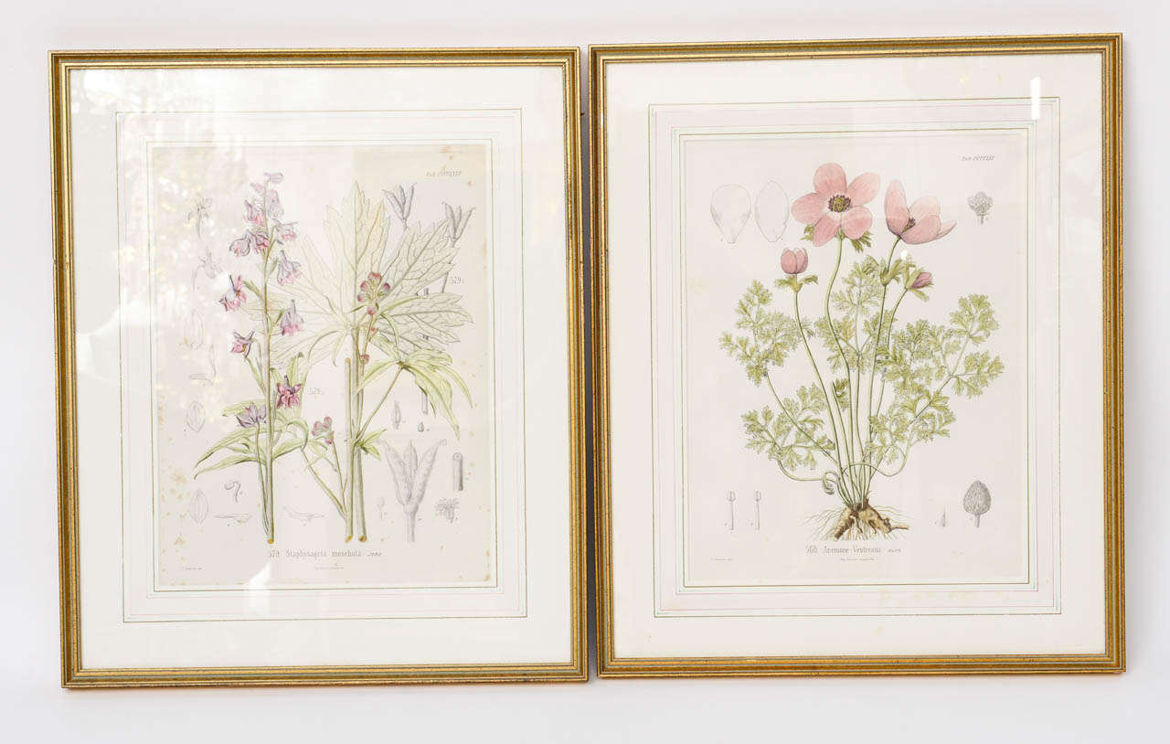 Set of Ten Framed Botanicals, 19th Century