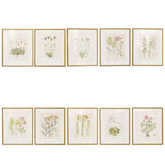 Set of Ten Framed Botanicals, 19th Century