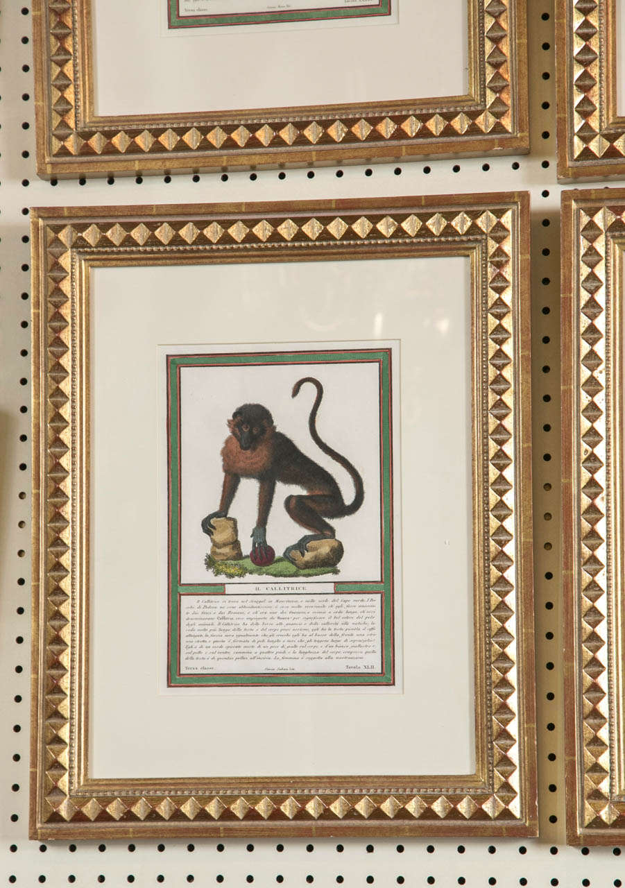 Set of 6  Stipple Engravings of Monkeys 1
