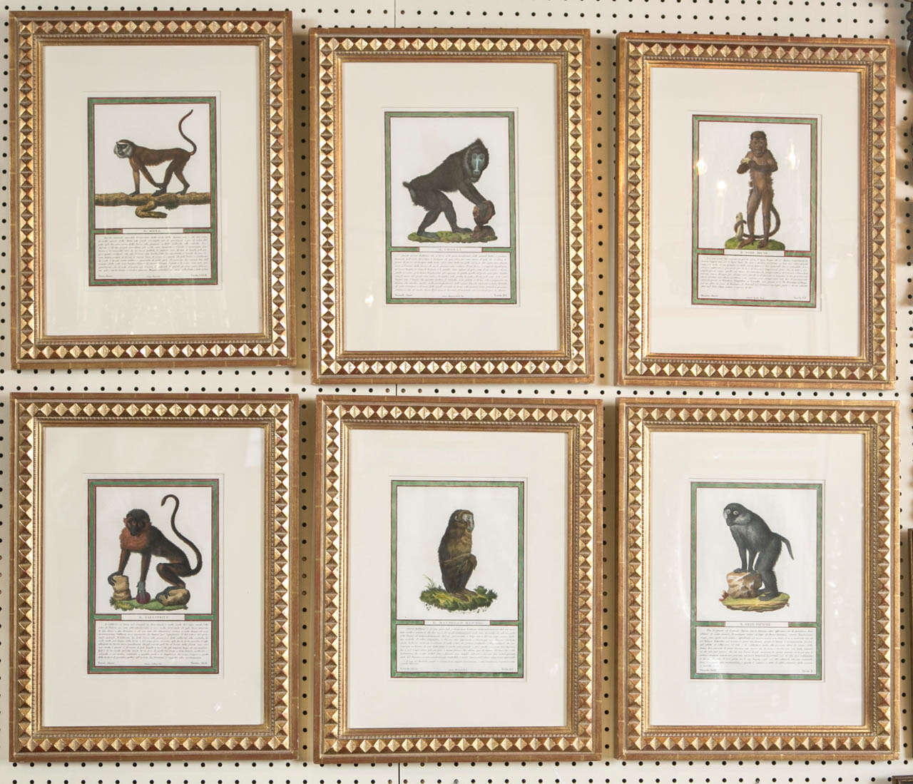 Set of 6  Stipple Engravings of Monkeys