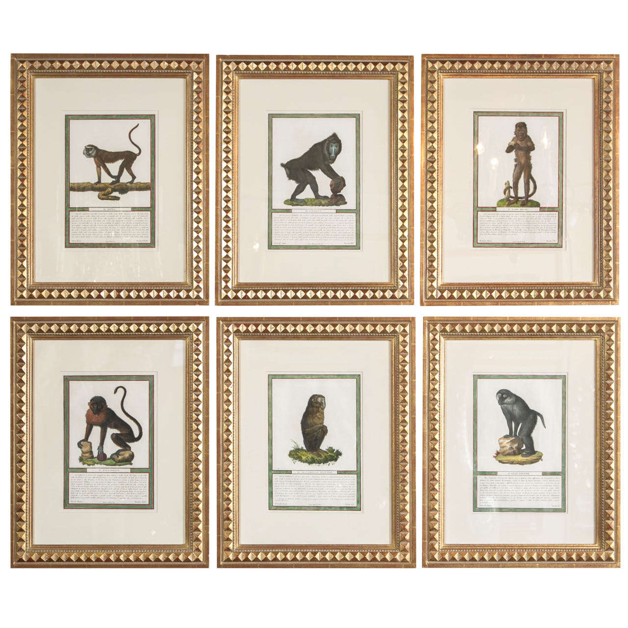 Set of 6  Stipple Engravings of Monkeys