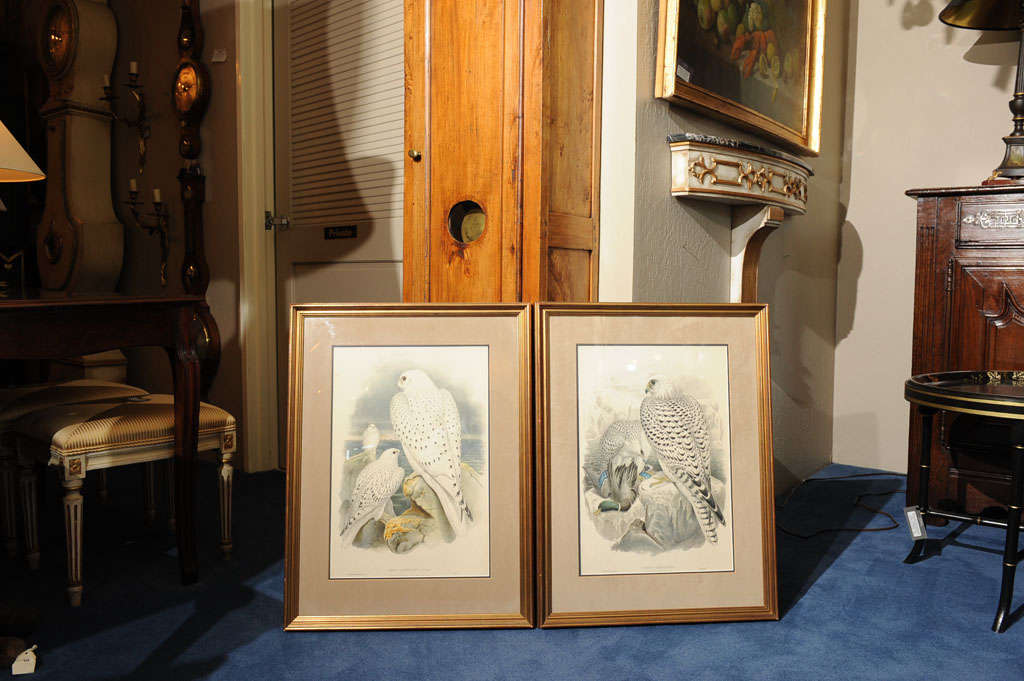 Pair:  Hand Colored Lithographs of Falco Candicans In Excellent Condition For Sale In San Francisco, CA