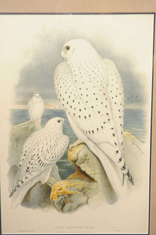 19th Century Pair:  Hand Colored Lithographs of Falco Candicans For Sale